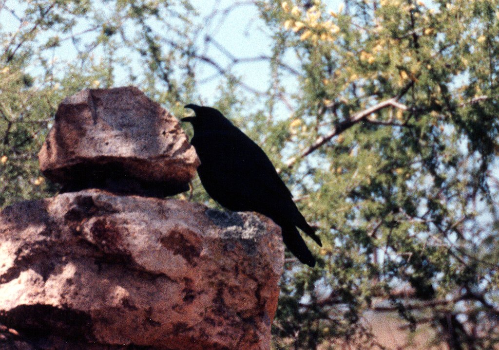 Raven, Chihuahuan 2 B01P52I02.jpg - Chihuahuan Raven